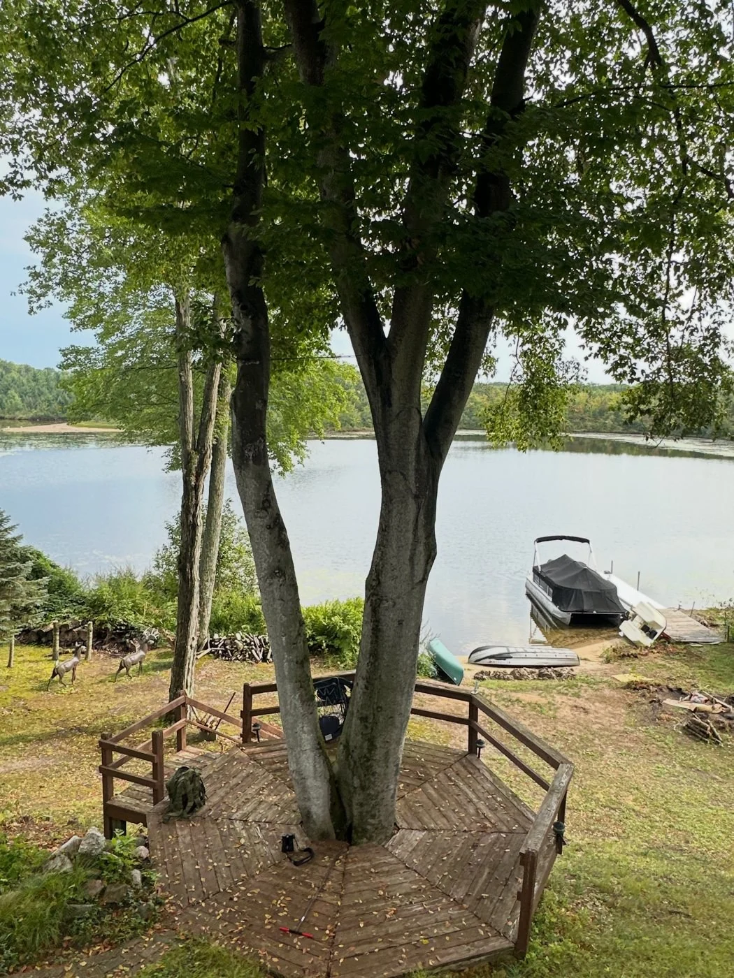 A mature two-stem American beech beside a lakeside deck, photographed during one of the featured consultations.